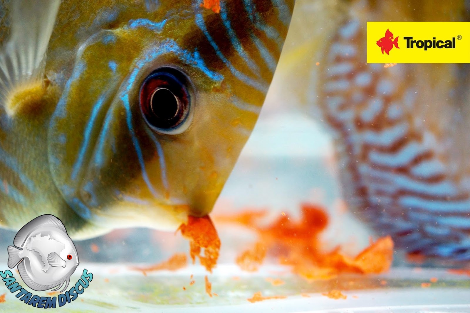 Feed Wild Discus The best way !